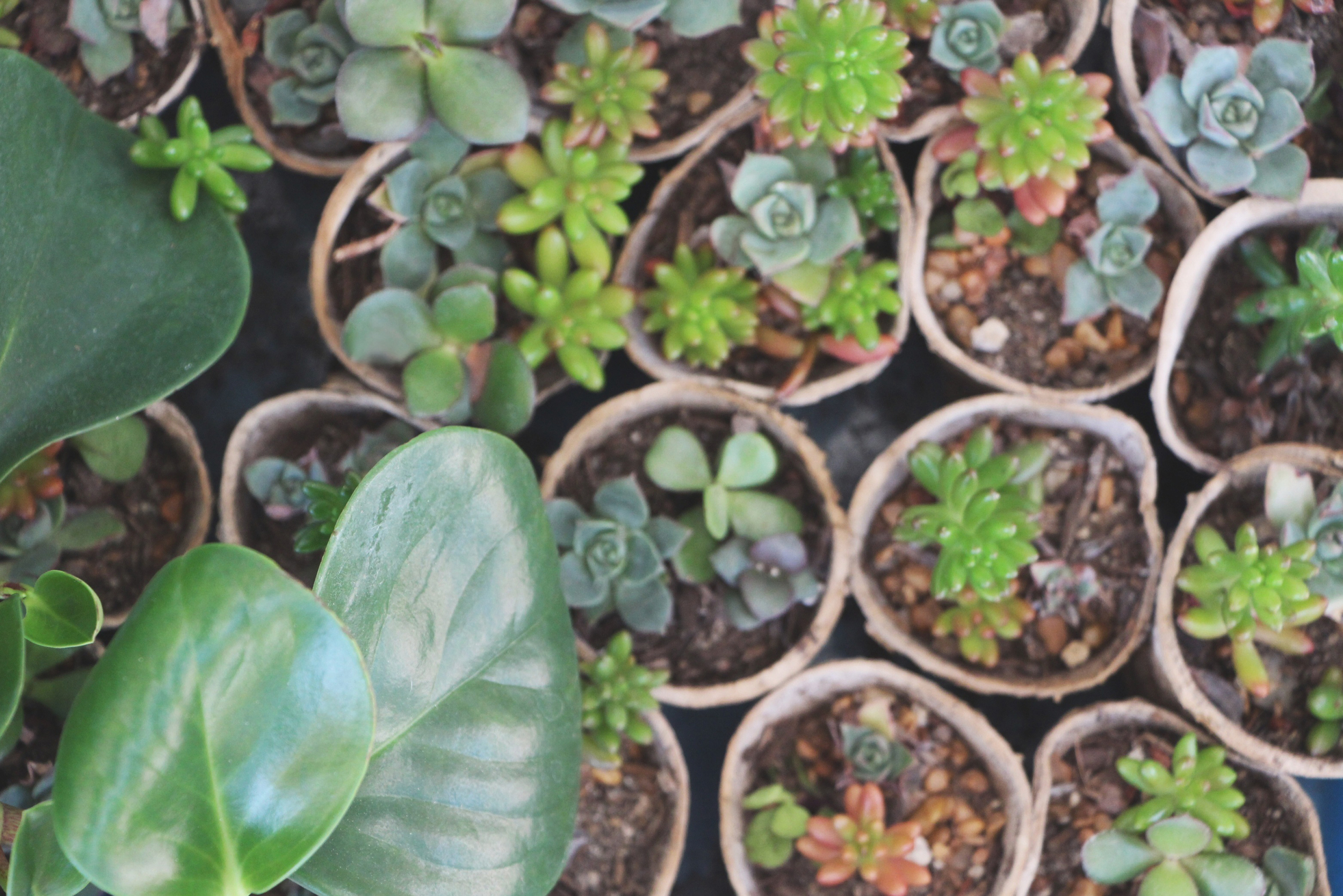 little succulent arrangements in biodegradable pots via needles + leaves